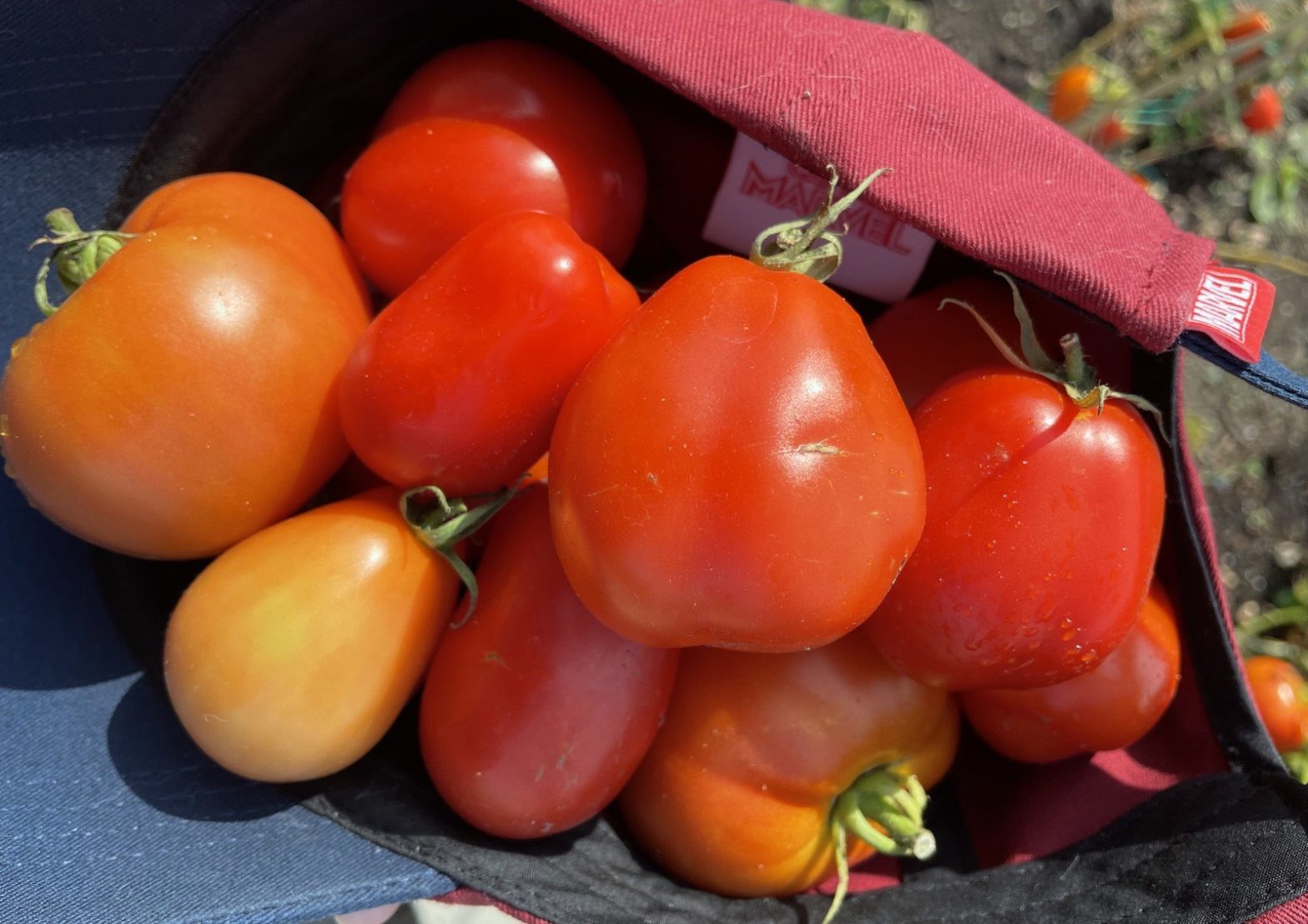 A bushel of medium-sized tomatoes, in a Captain Marvel baseball cap.