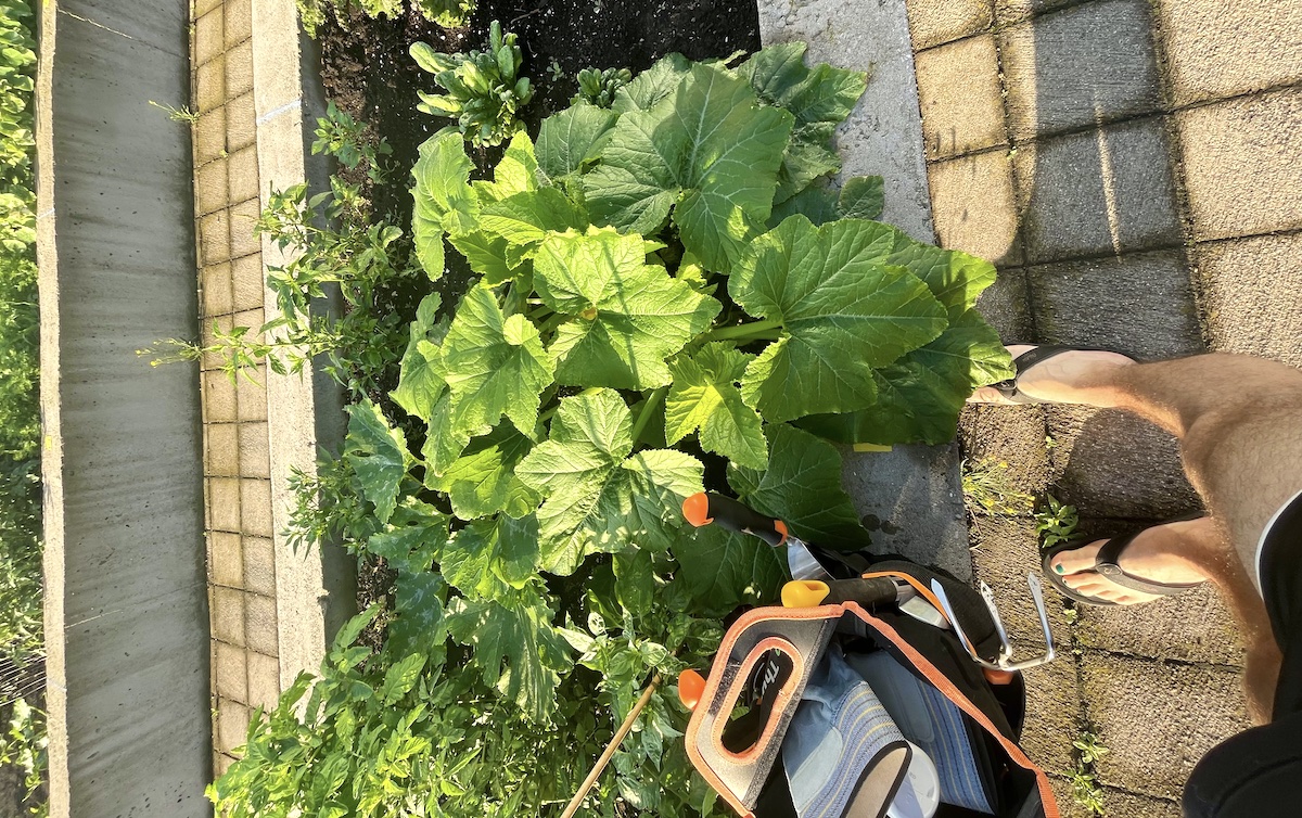 How does your garden grow?